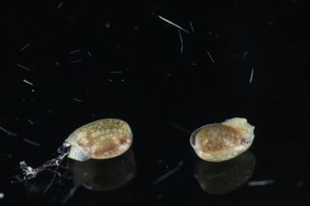 Media type: image;   Malacology 393728 Description: live specimen;